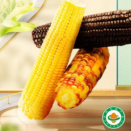新疆三工滩有机糯玉米 8根/箱  4根黄糯+2根彩糯+2根黑糯💯【新疆名优特品牌】 商品图1