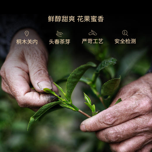 武夷瑞芳｜金骏眉｜红茶 商品图2