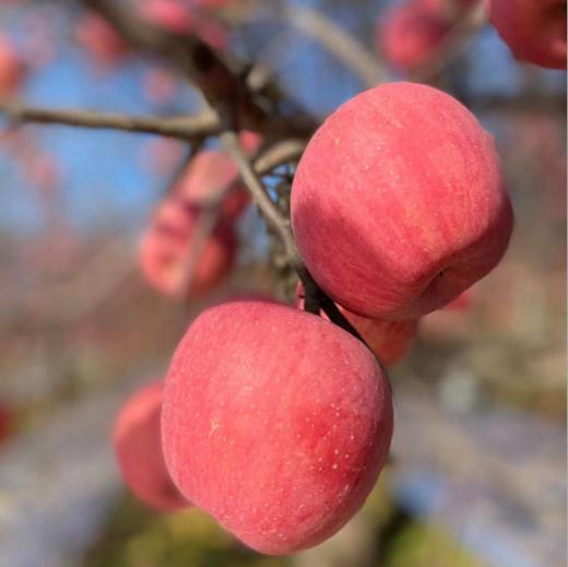 【正宗陕西洛川红富士苹果】 脆甜多汁，一代老农对生态种植的坚守，只需要一口，就能吃出儿时的味道！ 商品图7