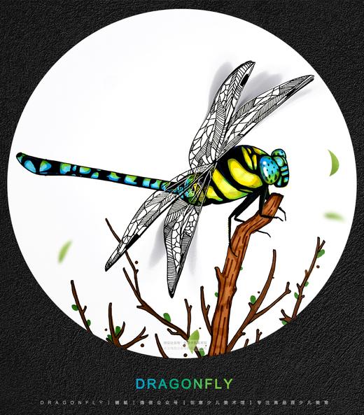 8-10岁《写生 -- 蜻蜓》【自动发货：下单后，点击手机短信中收到的链接，即可获取文件下载的链接；如有任何问题，可添加客服微信hm33268获得帮助】
 商品图0