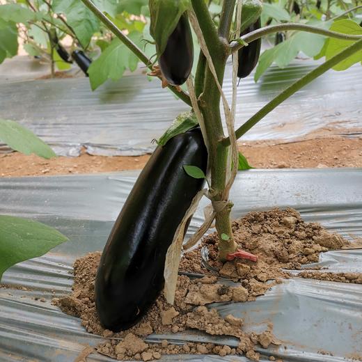 猗顿农场有机蔬菜套餐 可选：土豆，紫洋葱，胡萝卜，绿甘蓝，紫甘蓝 商品图3