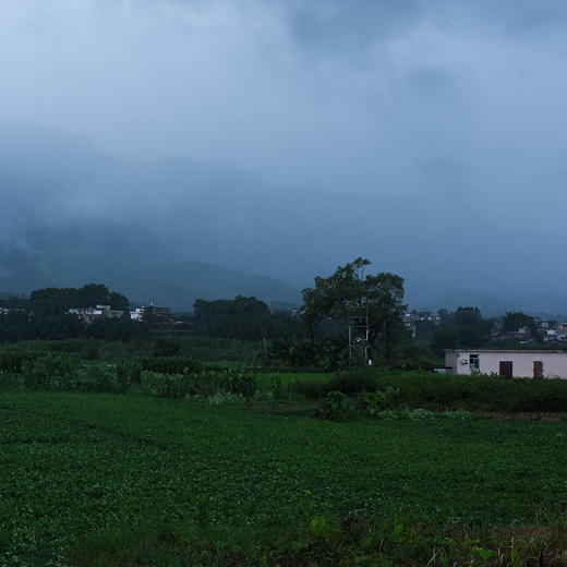 五指毛桃 | 250g*2袋 可煲汤搭配红枣桃胶 候物 商品图6