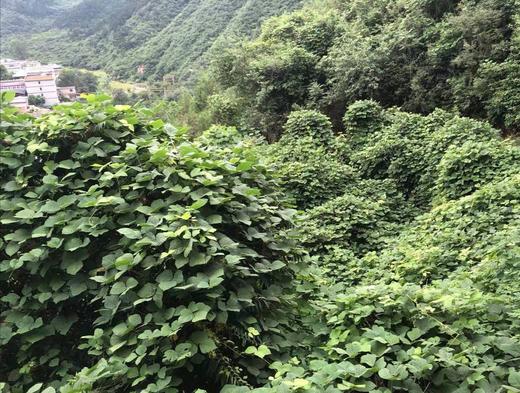 野生 葛根粉 250克 商品图8