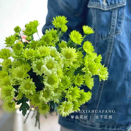 【AB级绿精灵小雏菊】5支/份 商品图5