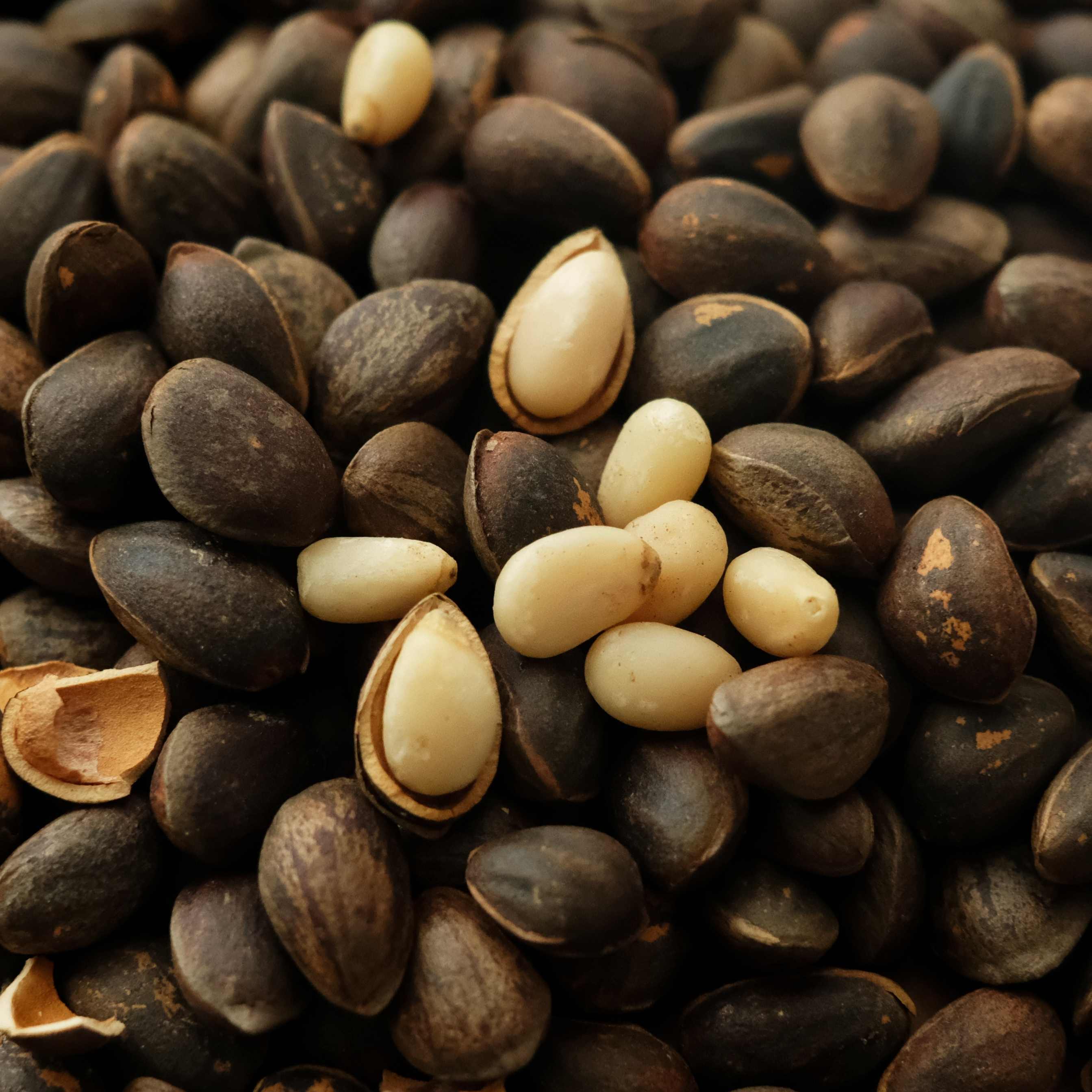 大理仓野生落水松子新鲜松子去壳松子仁非炒制浅烘无添加口感清香无