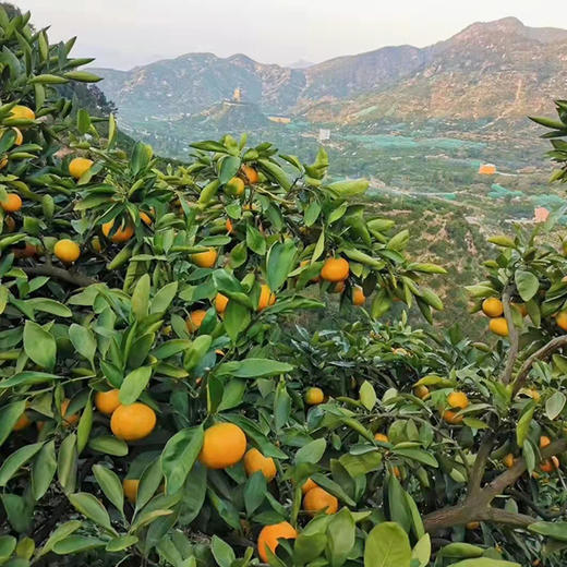 【台州•涌泉蜜桔】 新鲜采摘，果肉细腻香甜，无核无渣，鲜嫩多汁，风味浓郁，可带皮吃~ 商品图4