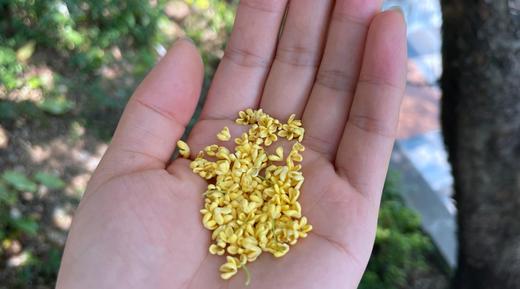 「蓝蜜蜂·花茶」金桂花 商品图2