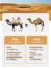 被称为“长寿奶”的沙漠之神全脂纯驼ru粉  有几认证双峰驼奶粉 纯驼奶粉  低温干燥喷粉啭力技术 wu忝加  富含多种微量元素  口感醇香 没有奶膻味   适合全家老小 孕F也可放心食用 商品缩略图8
