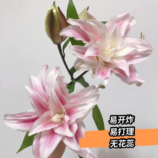 三头伊莎贝拉百合 1枝｜新客福利 商品图2