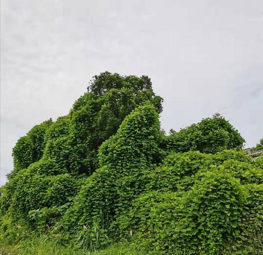 野生 葛根粉 250克 商品图2