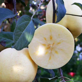 [最农公社]烟台黄金奶油富士苹果5斤9斤来自核心产区