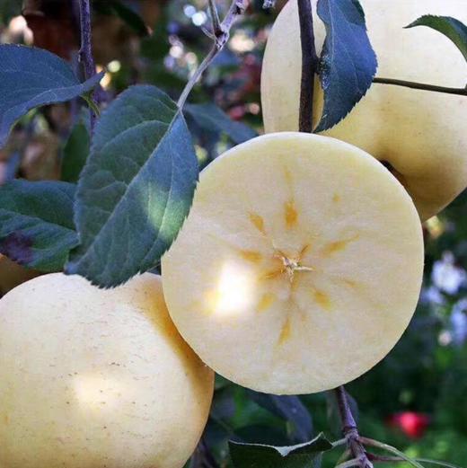 [最农公社]烟台黄金奶油富士苹果5斤9斤来自核心产区 商品图0