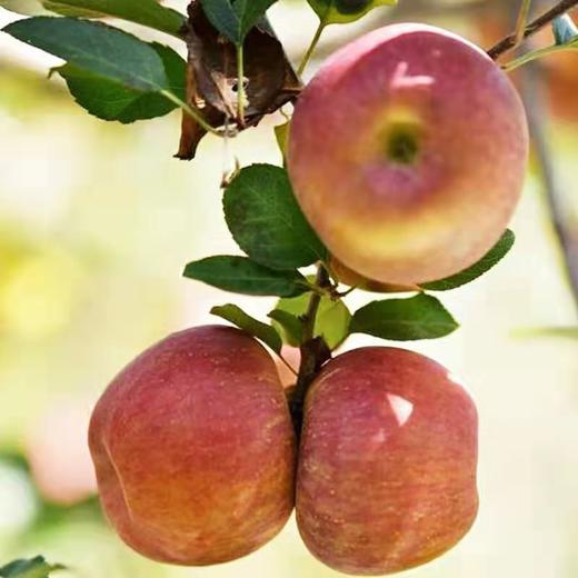 有机丑苹果5斤装（10-12枚） 商品图3