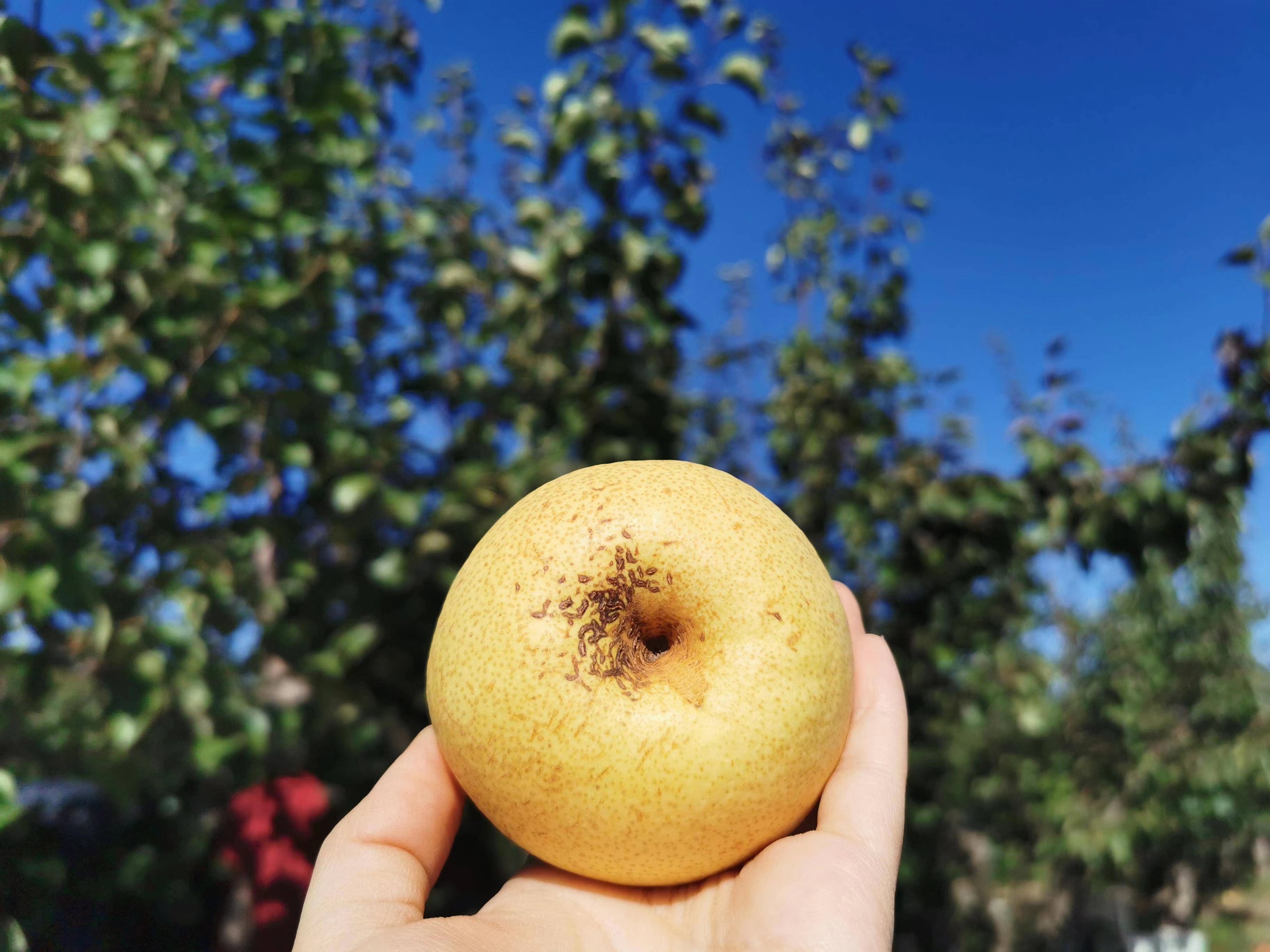 稀有果蜂蜜梨甜脆梨礼盒装