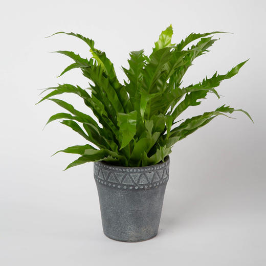 鸟巢蕨-石头盆 商品图1