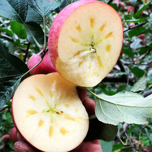 有机丑苹果5斤装（10-12枚） 商品图4