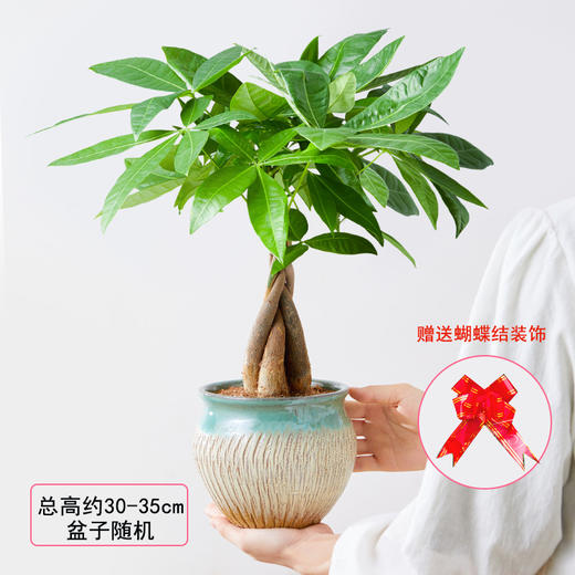 红掌发财树吉利红绿植桌面盆栽-开业乔迁升职贺寿节日生日礼物商务送礼好养植物 商品图2