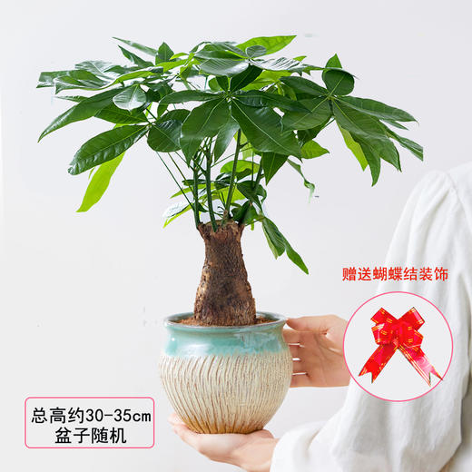 红掌发财树吉利红绿植桌面盆栽-开业乔迁升职贺寿节日生日礼物商务送礼好养植物 商品图1