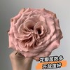 多头玫瑰复色系-卡布奇诺（10枝30朵+） | 新客福利 商品缩略图1