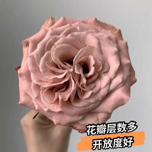 多头玫瑰复色系-卡布奇诺（10枝30朵+） | 新客福利 商品图1