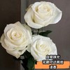 【👑珍珠玫瑰】玫瑰-白色系 10枝 | 新客福利 商品缩略图1