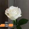【👑珍珠玫瑰】玫瑰-白色系 10枝 | 新客福利 商品缩略图2