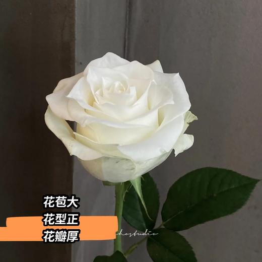 【👑珍珠玫瑰】玫瑰-白色系 10枝 | 新客福利 商品图2