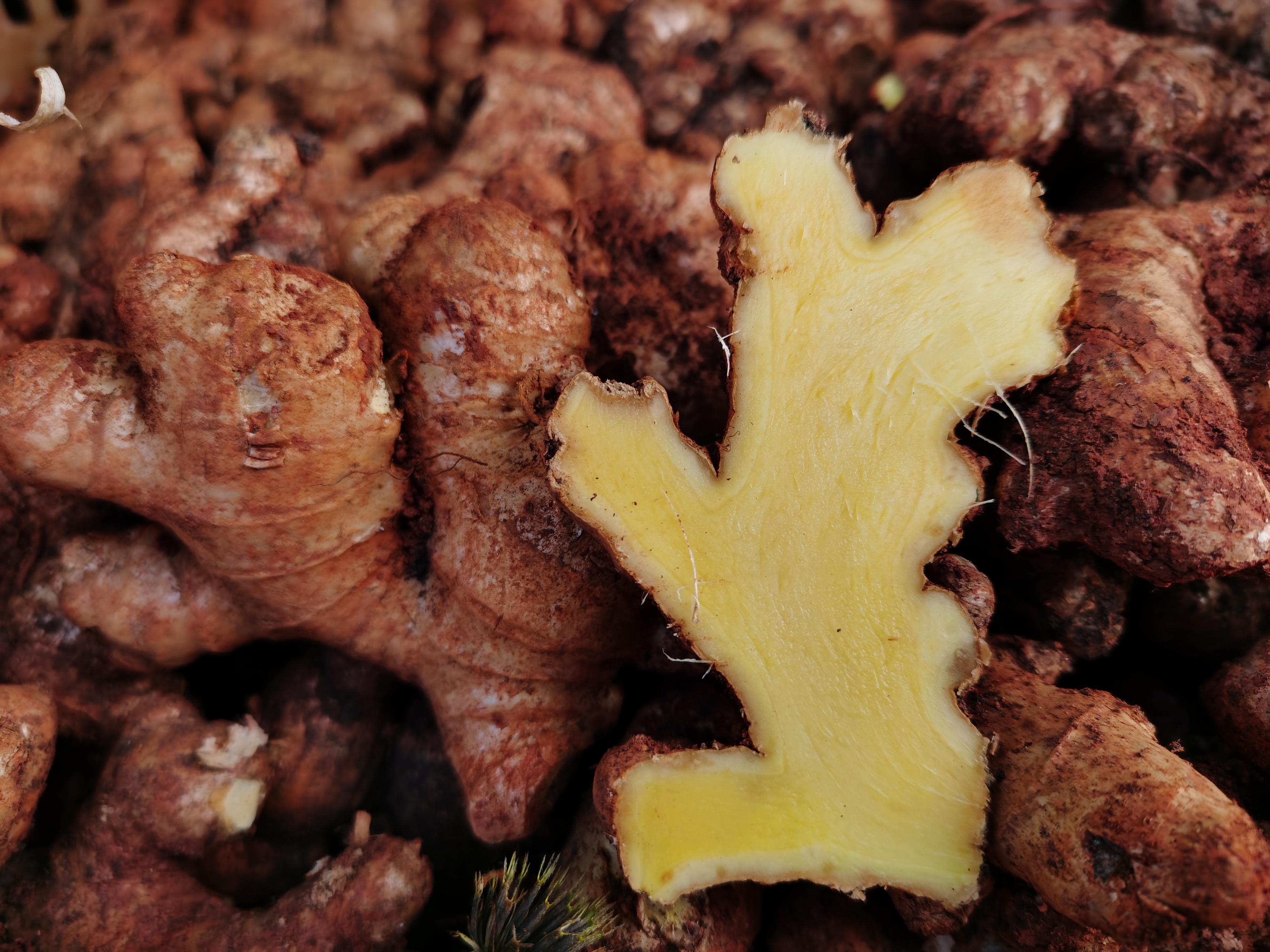 高原云南2年生母姜·小黄姜品种