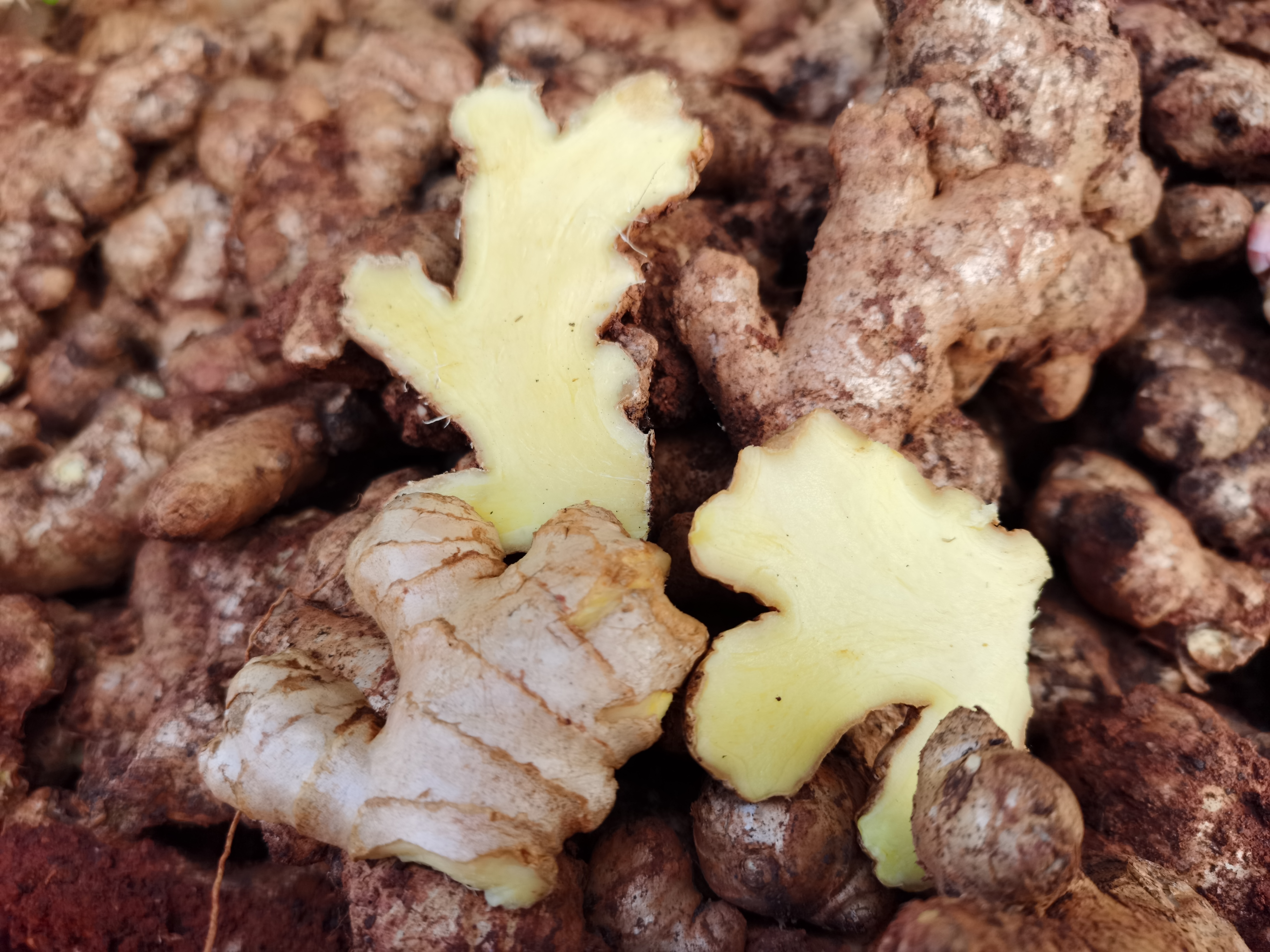 高原云南2年生母姜·小黄姜品种