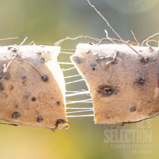 河南焦作温县产垆土铁棍山药单支长50cm以上 中通/顺丰快递 商品图0