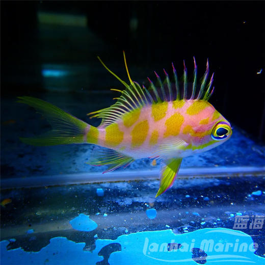 樱花宝石（发霉鱼） 商品图5