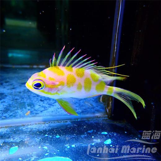 樱花宝石（发霉鱼） 商品图4