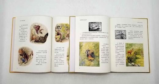 《彼得兔绘本系列》，精装16开本，全12册 商品图7