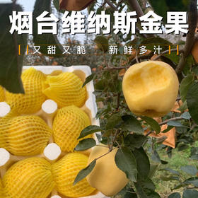 山东烟台维纳斯苹果富士苹果丑苹果黄金脆甜奶油4-4.5斤包邮