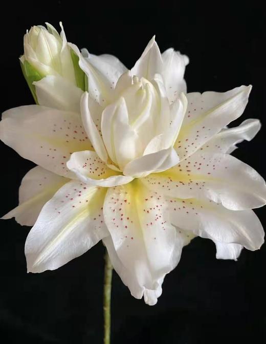 百合 | 白拉菲 商品图0