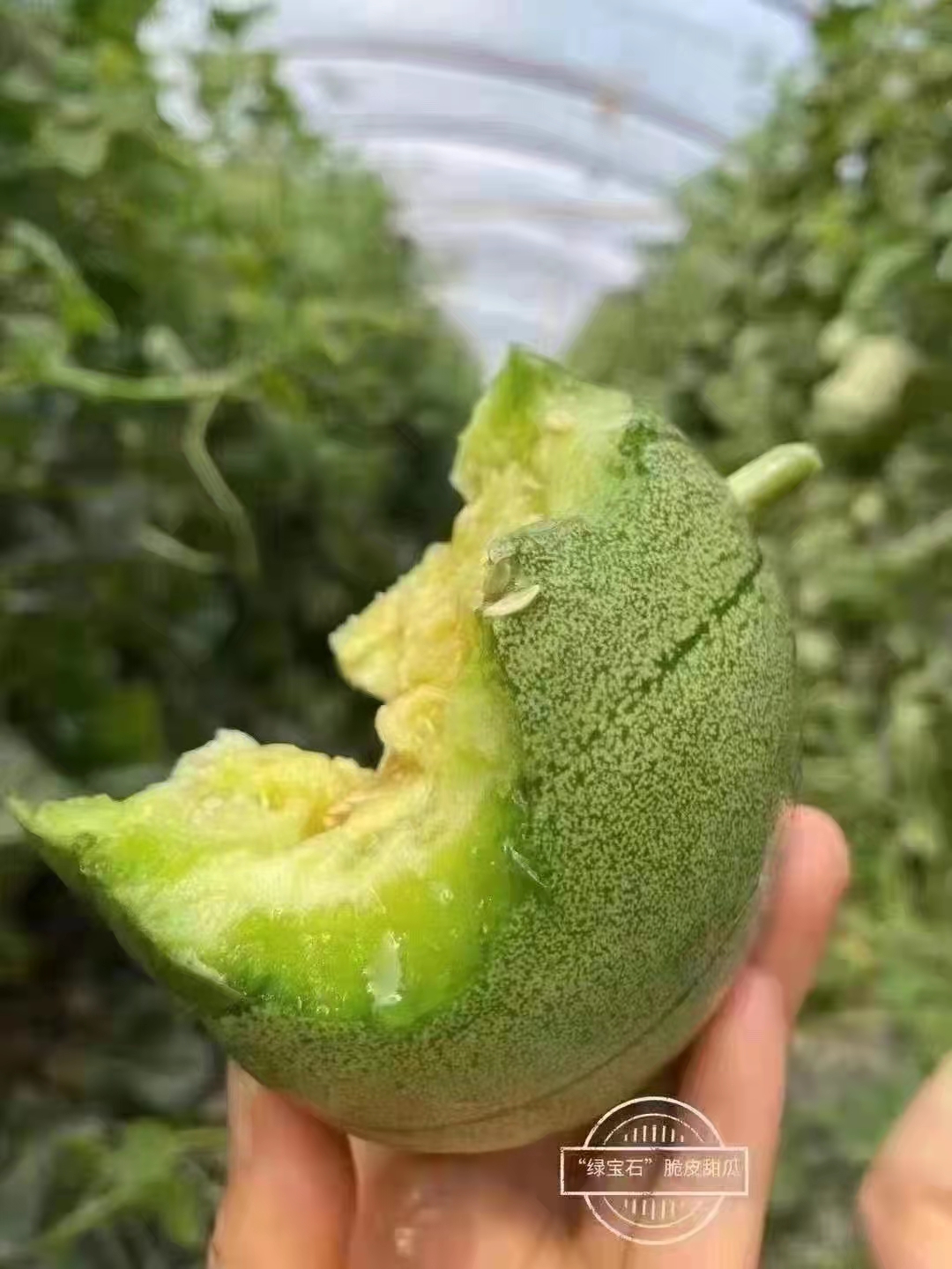 【冰翡翠甜瓜】又名高糖翠玉757575一款超级适合冬天吃的蜜瓜!