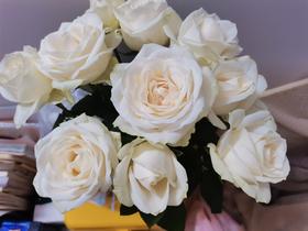 白色玫瑰也可以很惊艳
