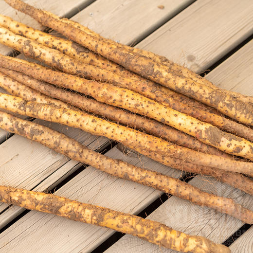 河南焦作温县产垆土铁棍山药单支长50cm以上 中通/顺丰快递 商品图5