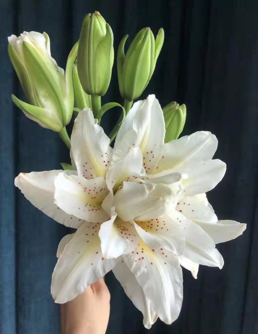 百合 | 白拉菲 商品图1