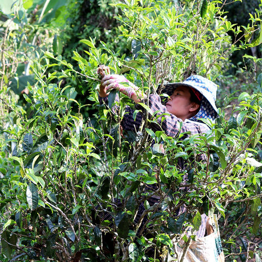 87      6年陈香老熟茶【1片价格买1提】古树普洱茶熟茶昆明干仓老曼峨5片 商品图3
