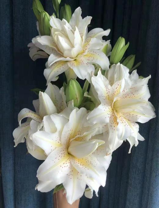 百合 | 白拉菲 商品图2