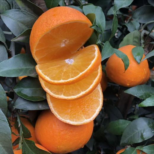 熟透了！可以吸的橙子 皮薄多汁 果肉细腻 | 爱媛果冻橙 大果礼盒5斤装 [福利品] 商品图5