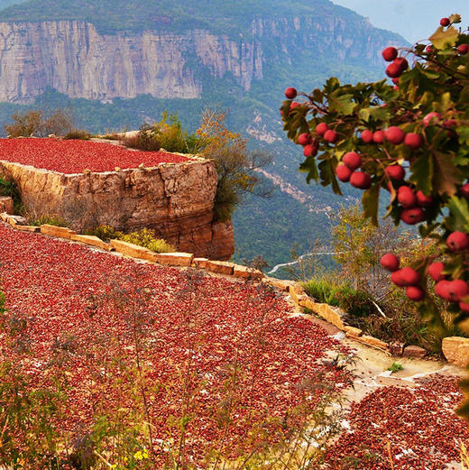 陈皮桑葚山楂条420克/罐两罐 商品图3