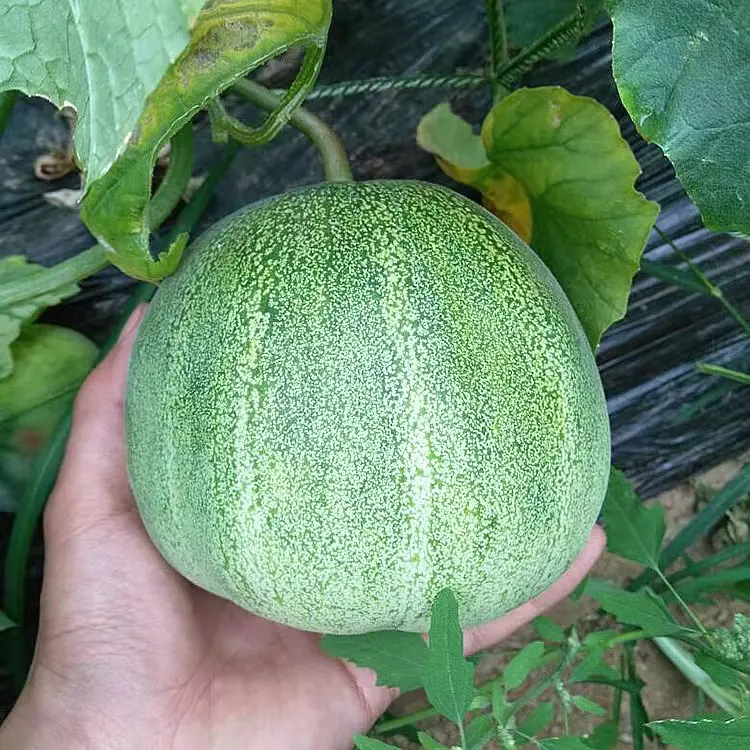 【冰翡翠甜瓜】又名高糖翠玉❗❗❗一款超级适合冬天吃的蜜瓜!