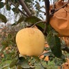 山东烟台维纳斯苹果富士苹果丑苹果黄金脆甜奶油4-4.5斤包邮 商品缩略图1
