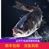 淳牌有机鱼千岛湖有机鱼头新鲜野生活鱼（江浙沪包邮） 商品缩略图0