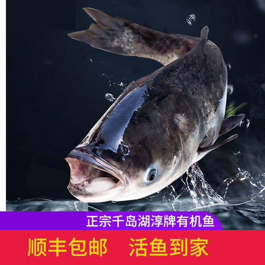 淳牌有机鱼千岛湖有机鱼头新鲜野生活鱼（江浙沪包邮） 商品图0