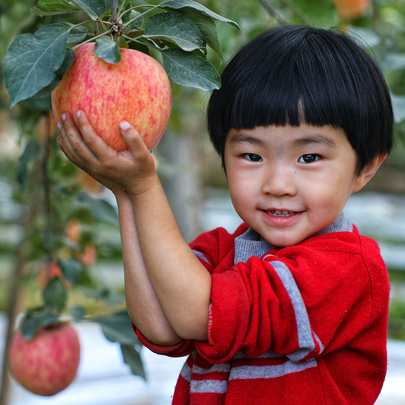 新疆阿克苏糖心苹果8斤