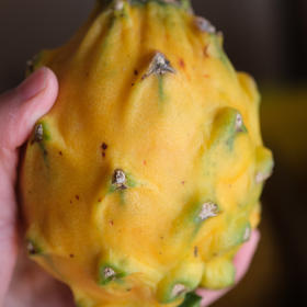 〔上海直发包邮06〕哥伦比亚燕窝果/麒麟果