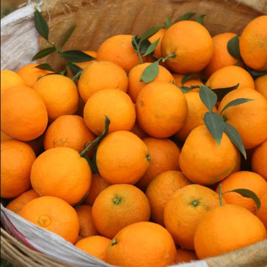 熟透了！可以吸的橙子 皮薄多汁 果肉细腻 | 爱媛果冻橙 大果礼盒5斤装 [福利品] 商品图4